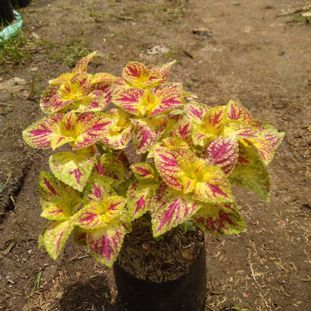 TanamanTanam  Miana Jantung Hati - Daun Indah, Perawatan Mudah, Siap tanam