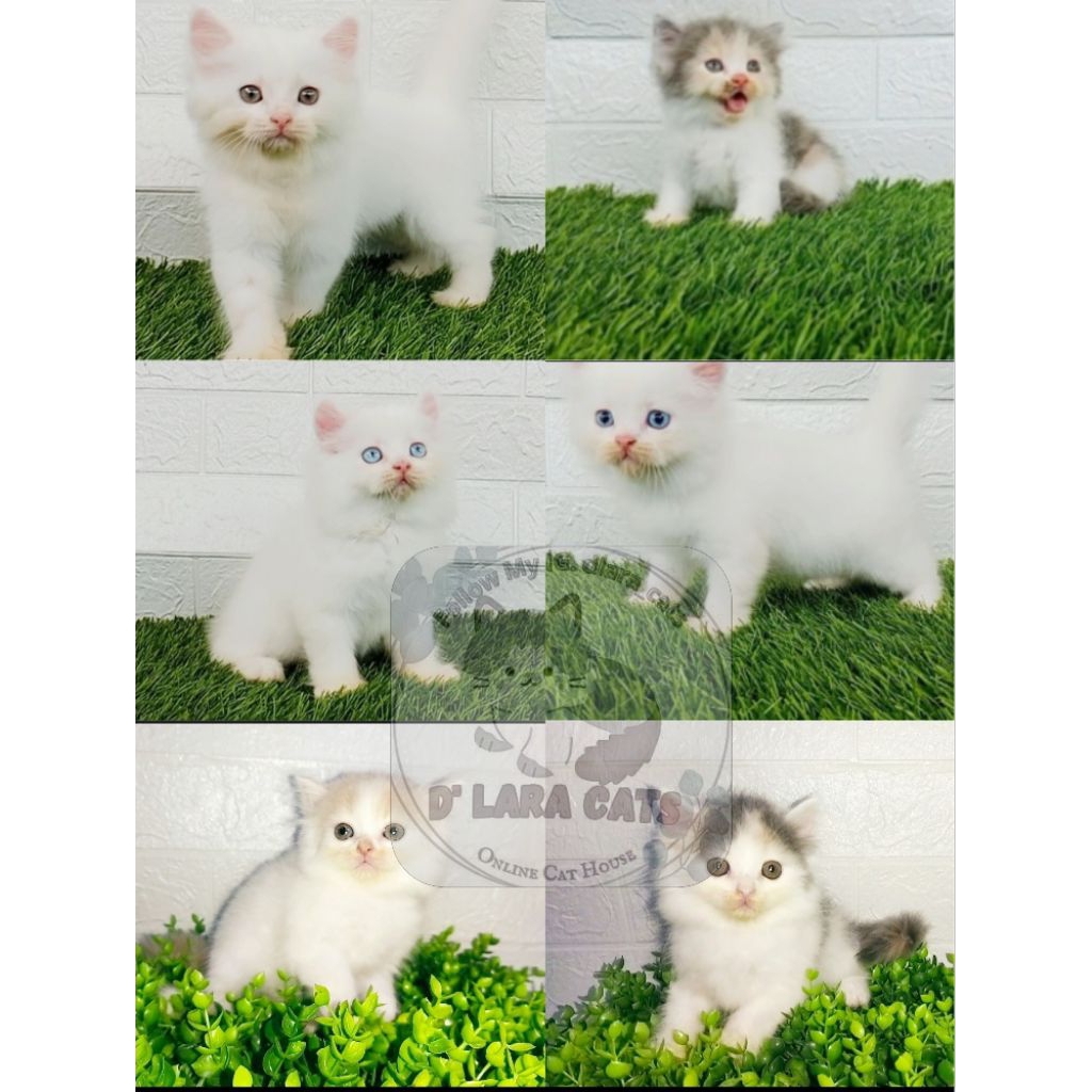 Kucing Persia Medium, Flatnose & Peaknose