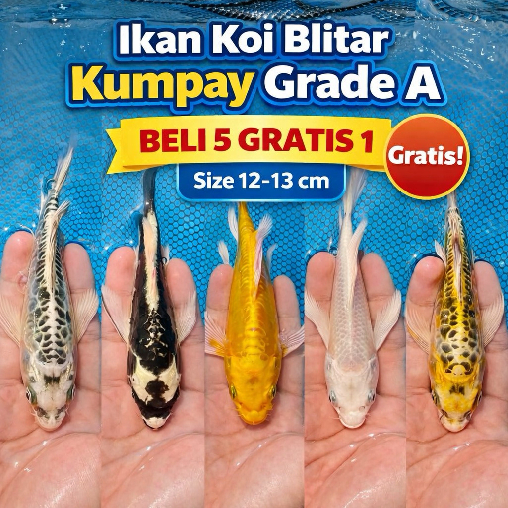 makanan koi kumpay