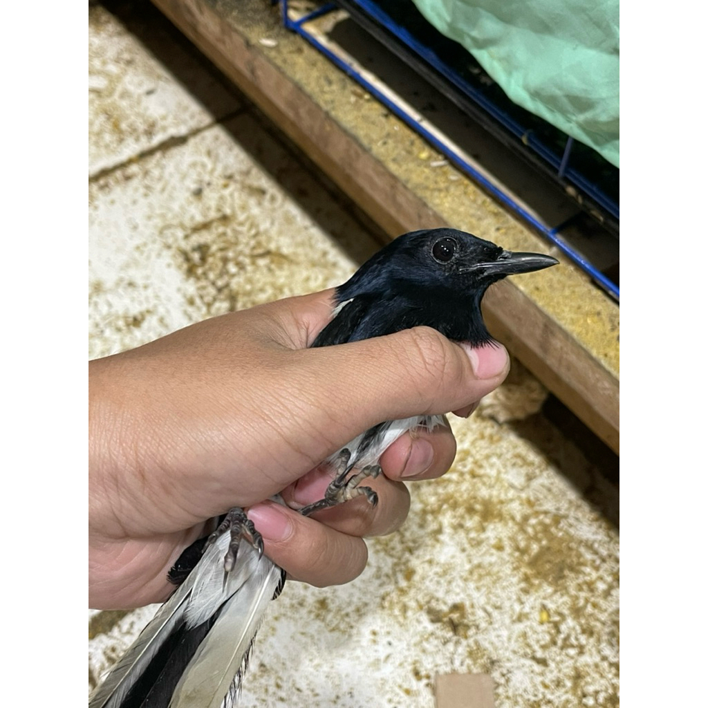 burung kacer jantan sehat gemuk muluss