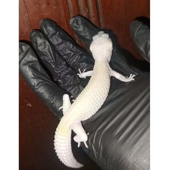 Mainan anak Gecko Snow Male
