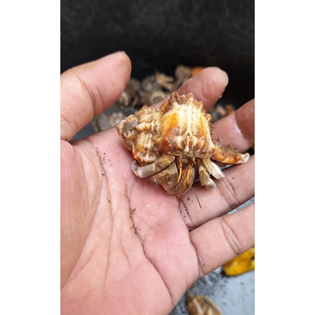 Grosir Kiloan S-M-L Mainan Kelomang