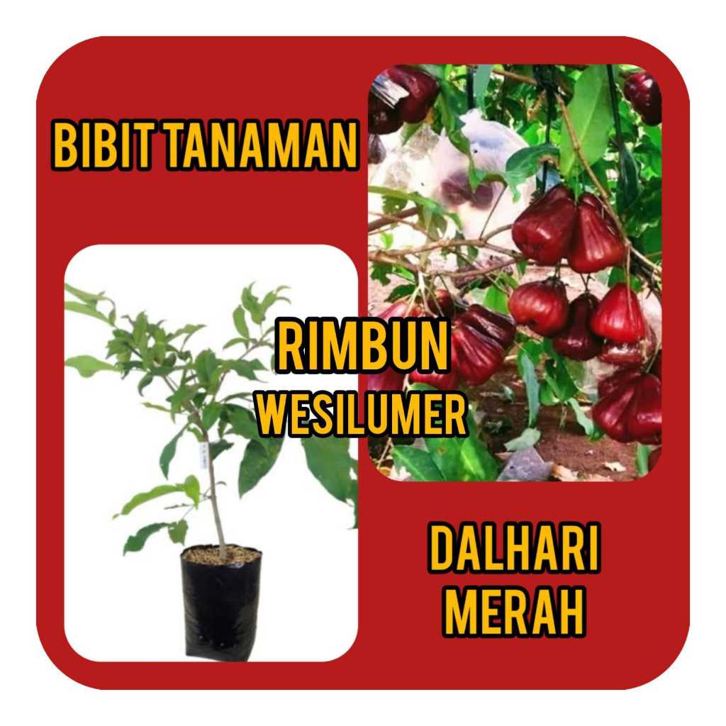 Bibit Jambu Air Dalhari Rimbun