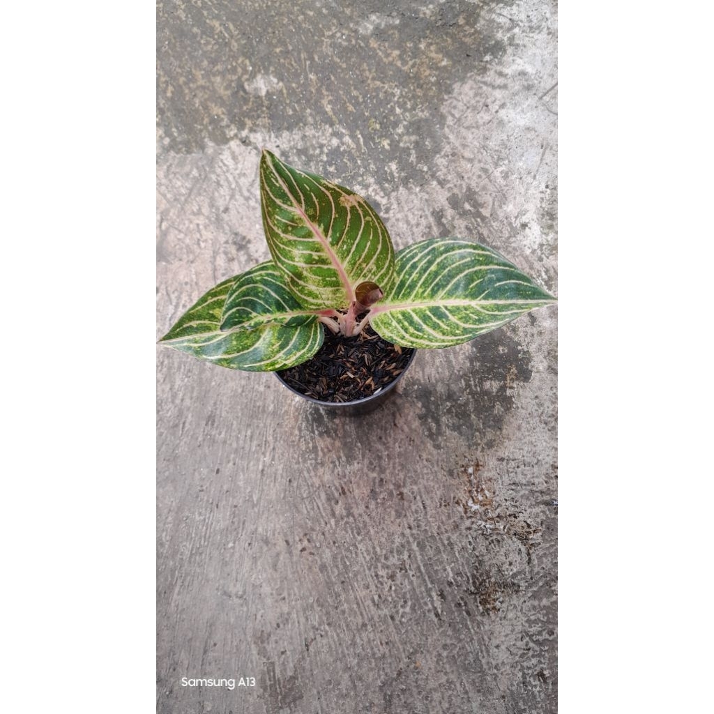 Aglonema ESMERALDA/ESME (Remaja Daun 4+) (2)