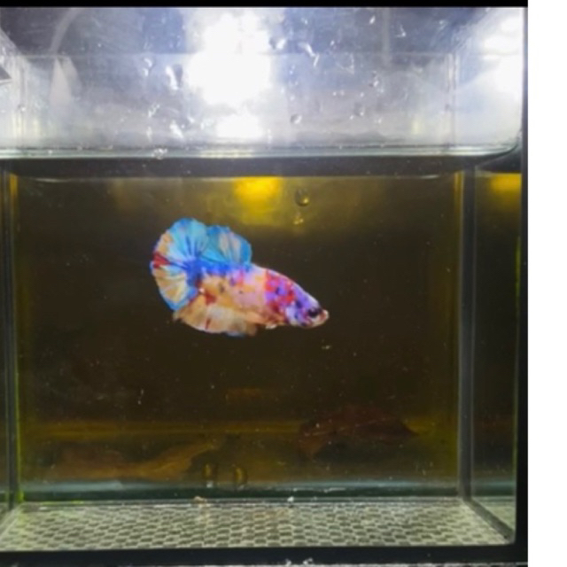 Male plakat yellow base multicolour