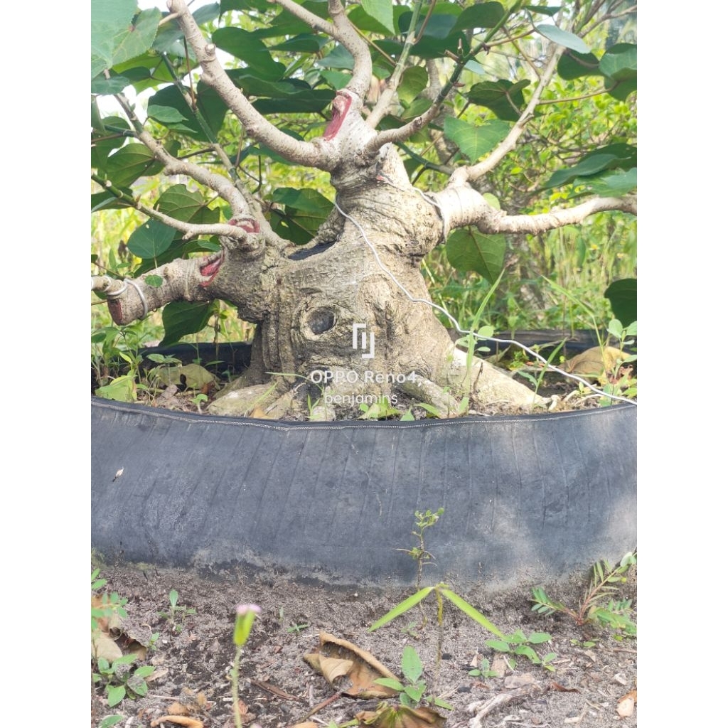 waru india, bahan bonsai waru, waru prokar, waru india prokar