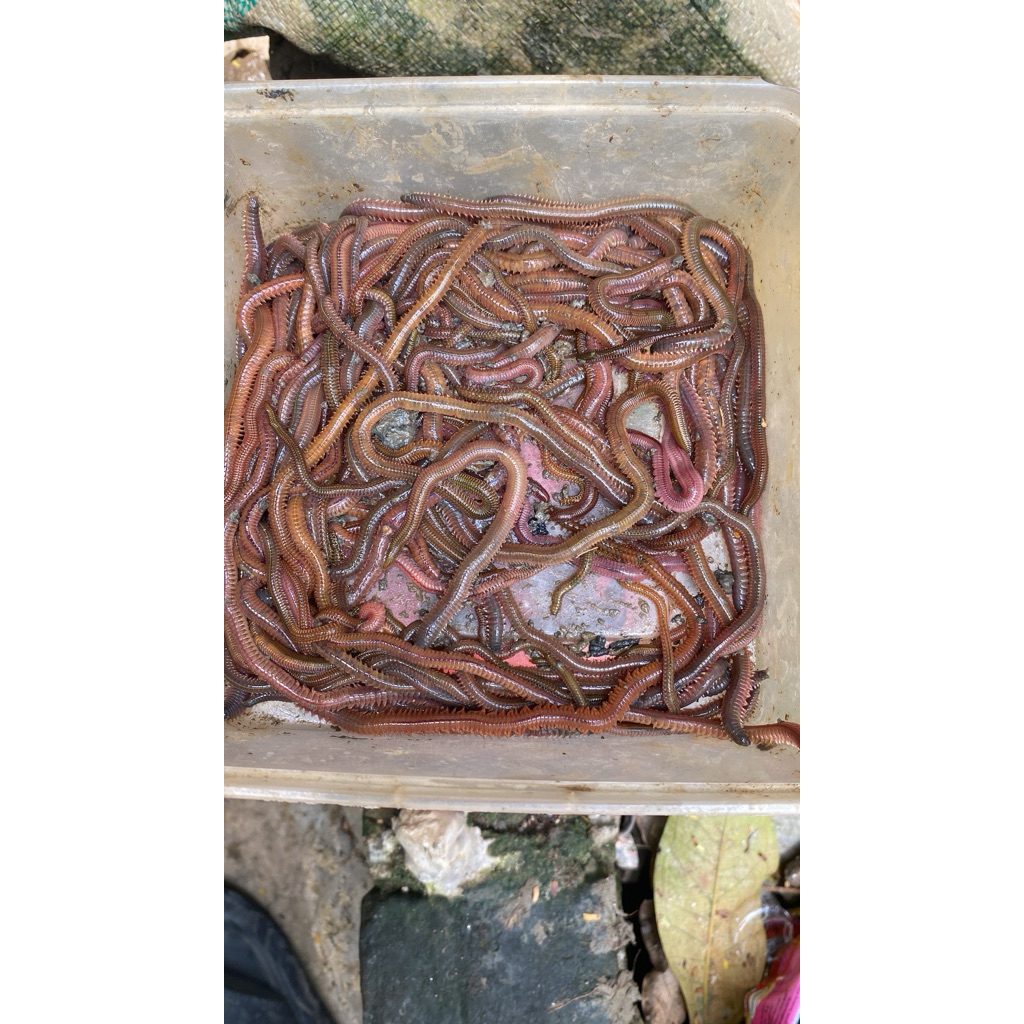 cacing kilang kilung cacing lengki /cacing laut kilang kilung 1 ons