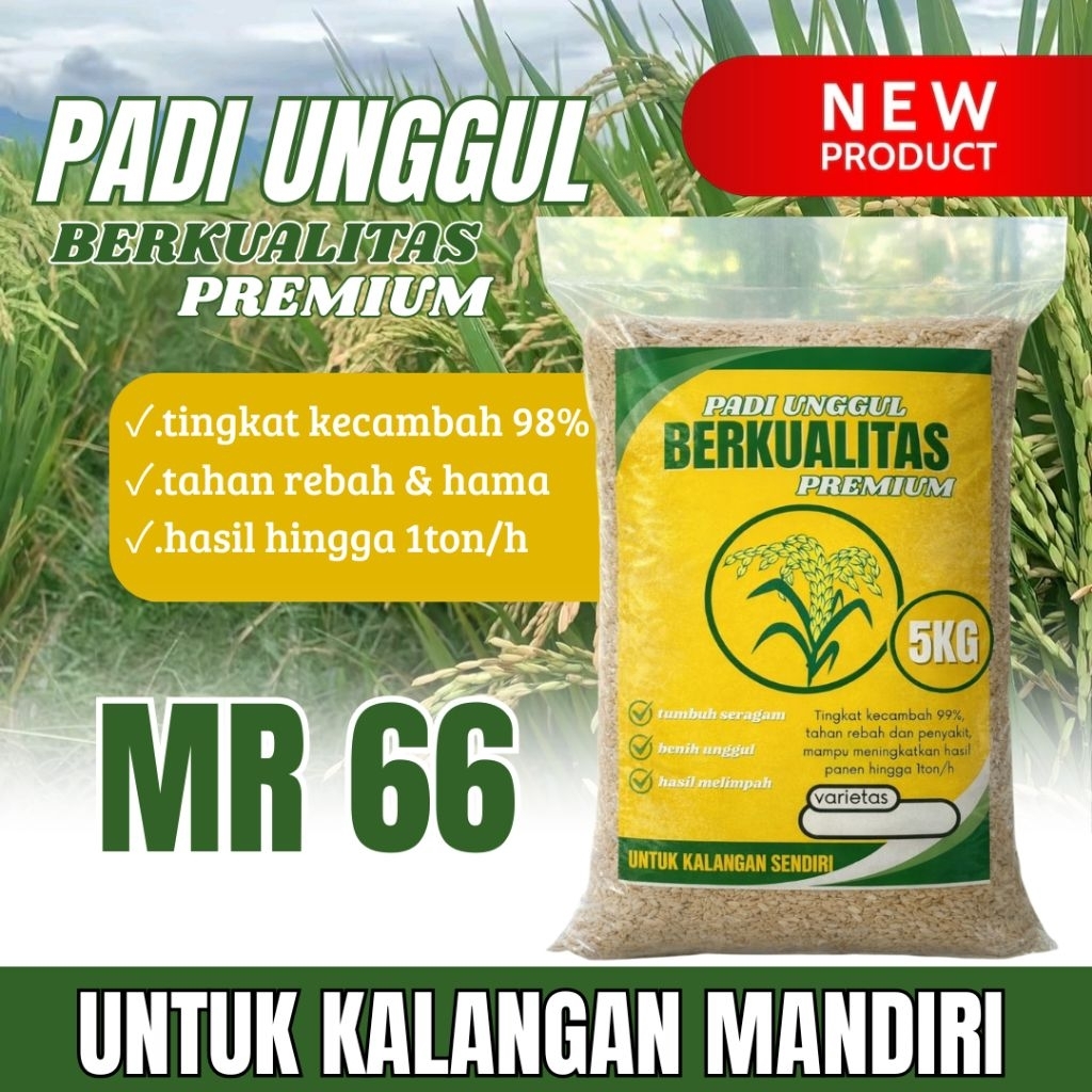 Benih padi unggul MR 66 original 5kg premium