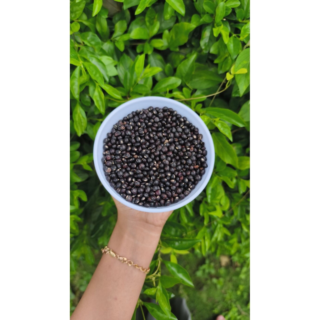 KACANG GUDE MENTAH 500 GRAM / KACANG UNDIS KERING