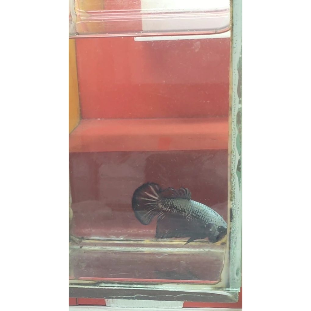 ikan cupang red samurai