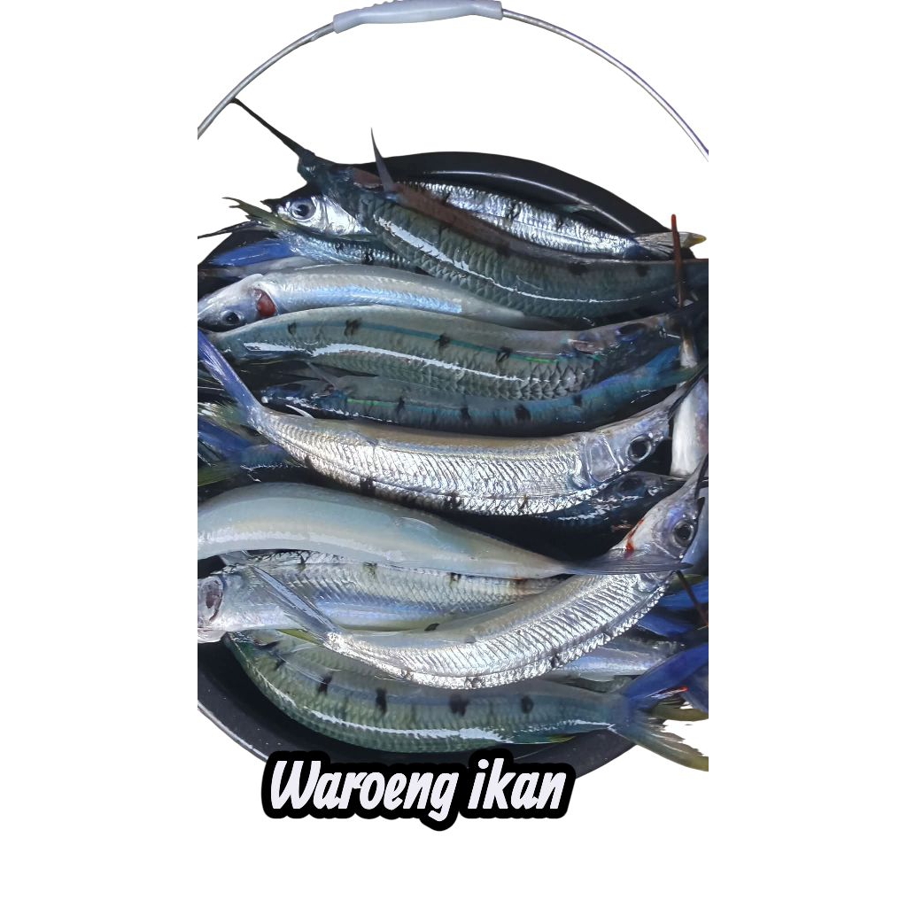 ikan julung julung segar 1kg hasil laut ikan laut ikan segar