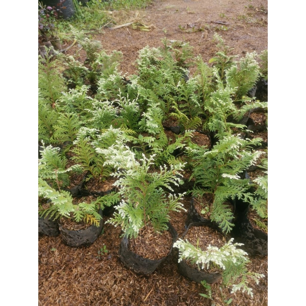 Inoki putih bibit pohon cemara inoki putih usia remaja pot 17-20cm