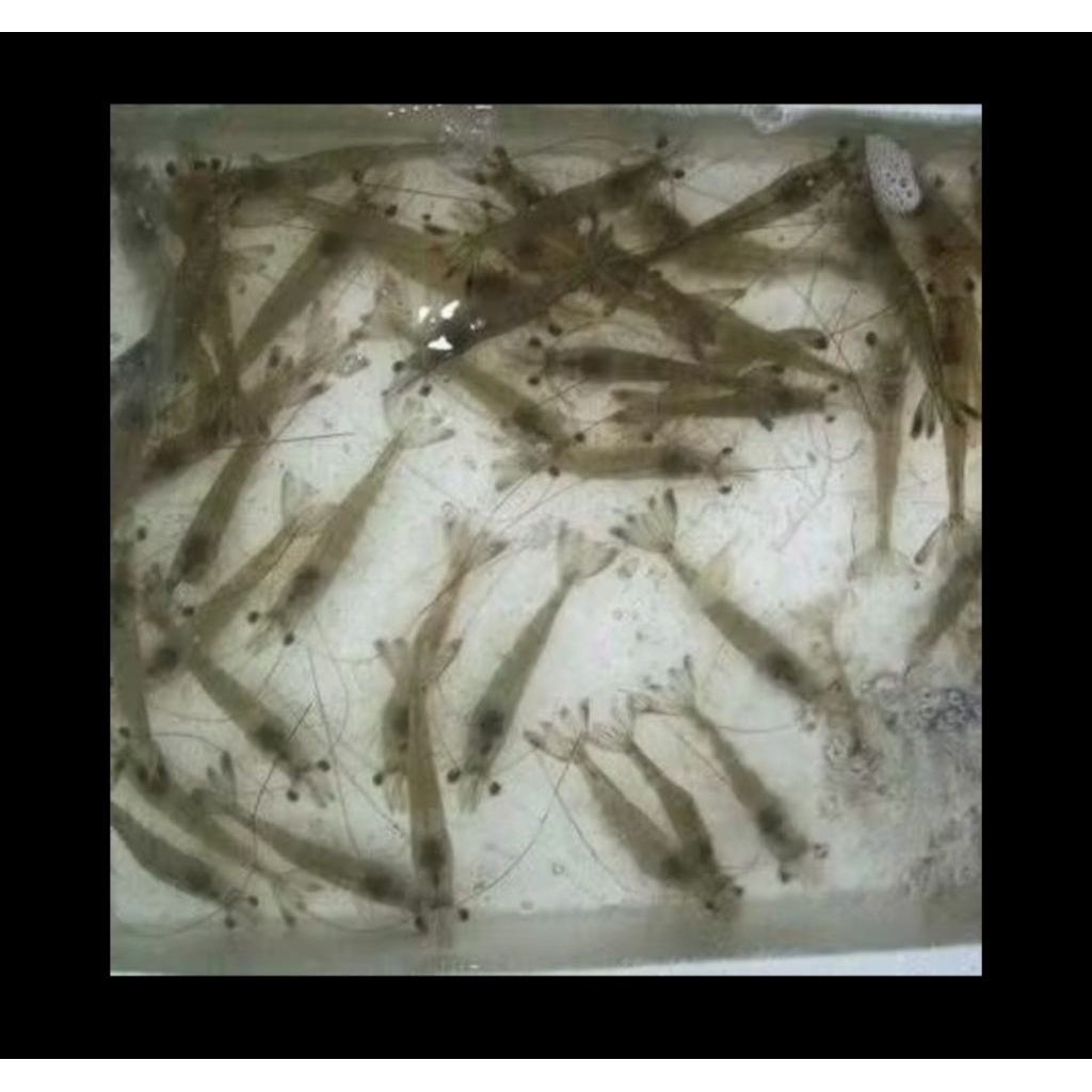 pakan udang/ udang pakan predator/ udang pakan arwana