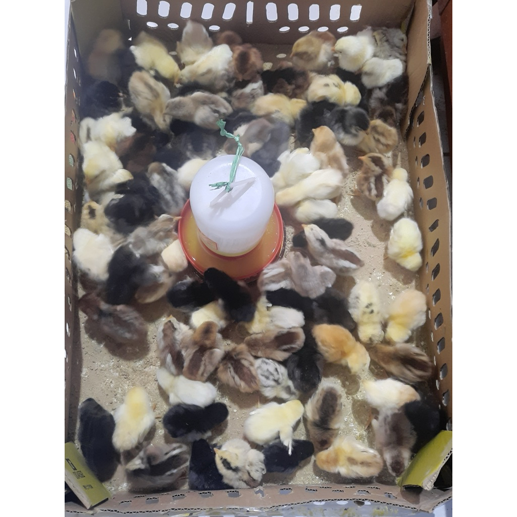 Doc KPU / Anakan Ayam KPU (Kampung Petelur Unggul)