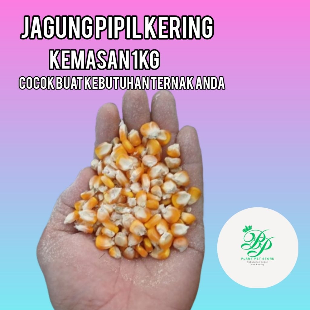 Jagung kering kemasan 1kg