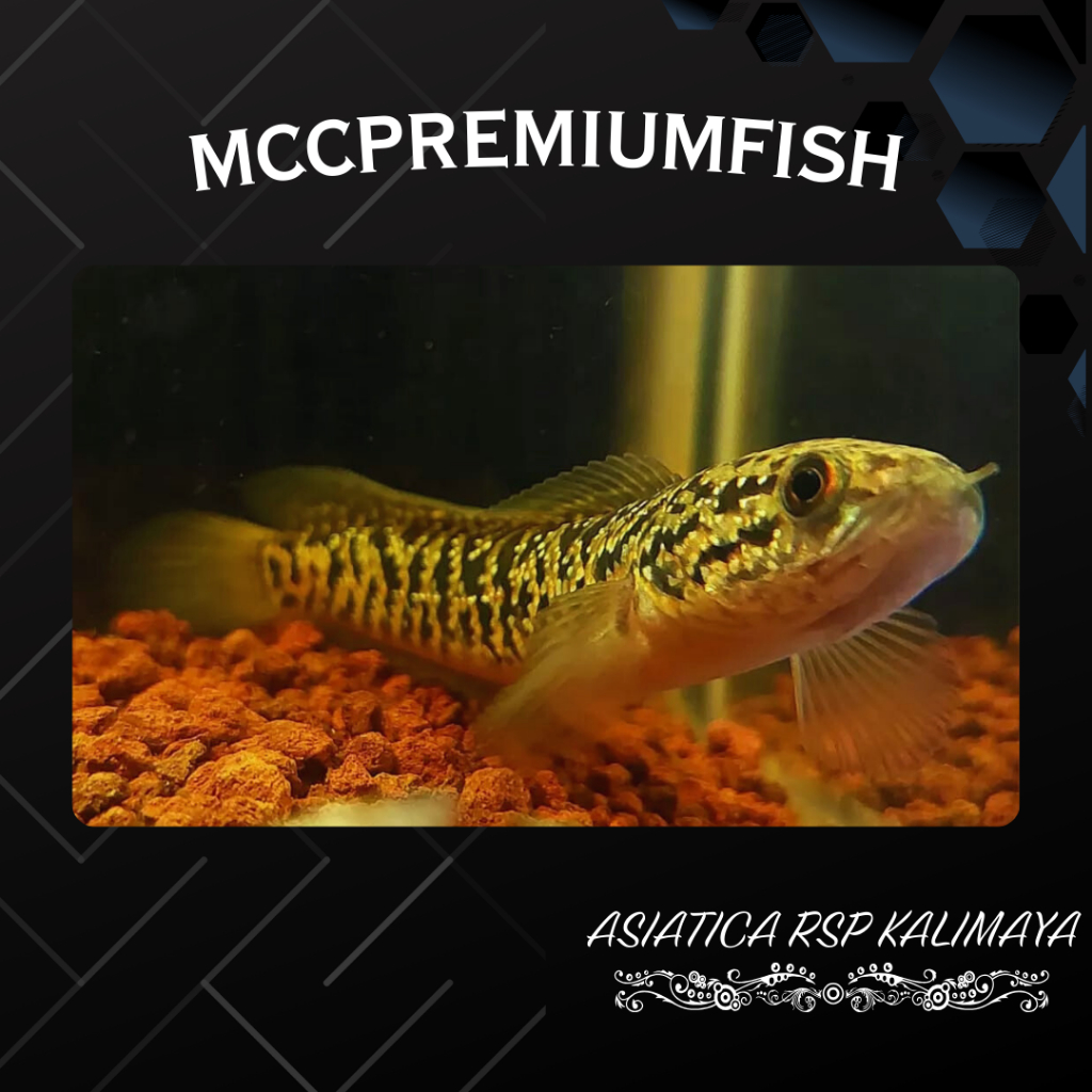 ASIATICA RED SPOT Kalimaya Pure Super Foam Bahan Gondrong | SINGLE TANK - BEST SORTIRAN | Snakehead 