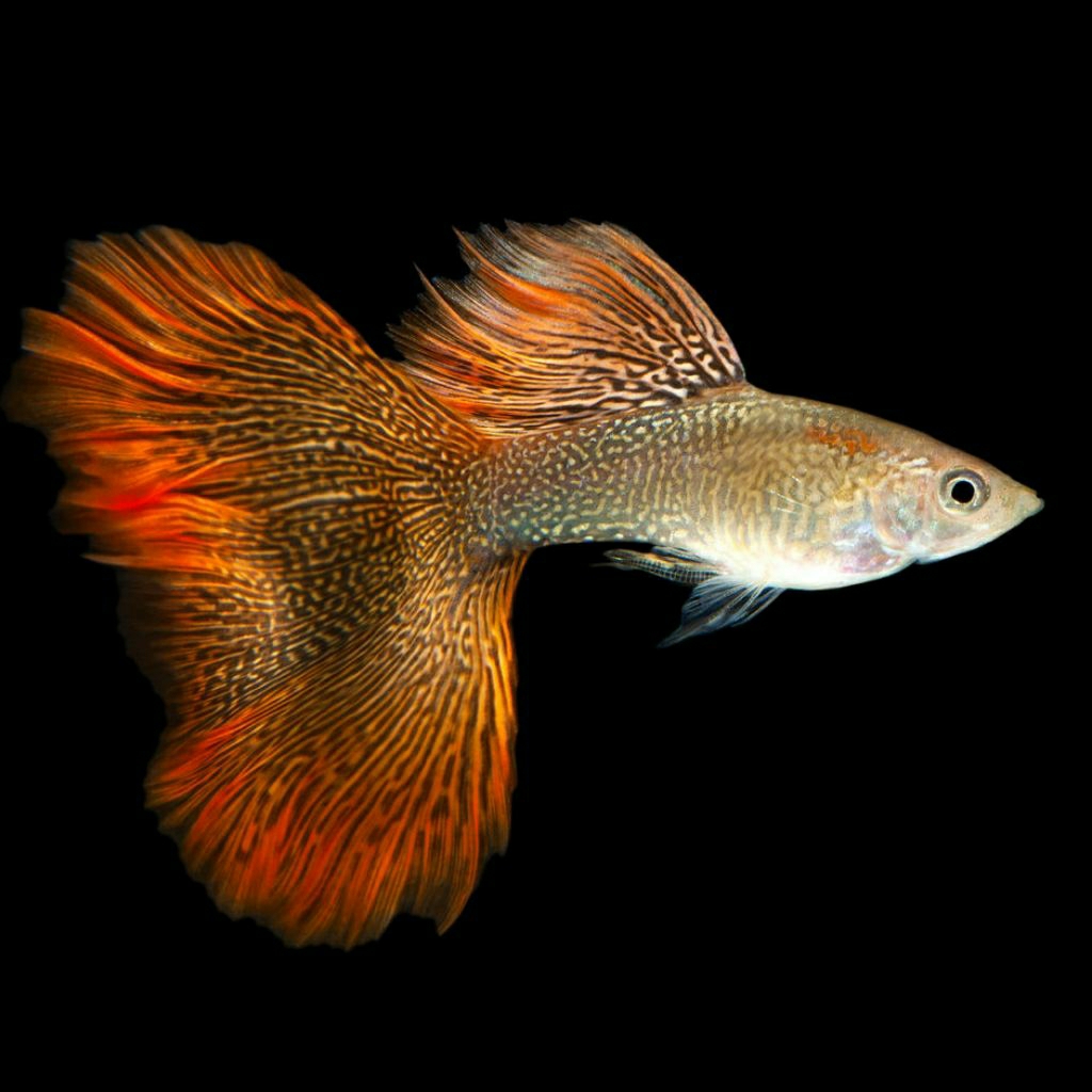tanaman aquascape guppy red lace