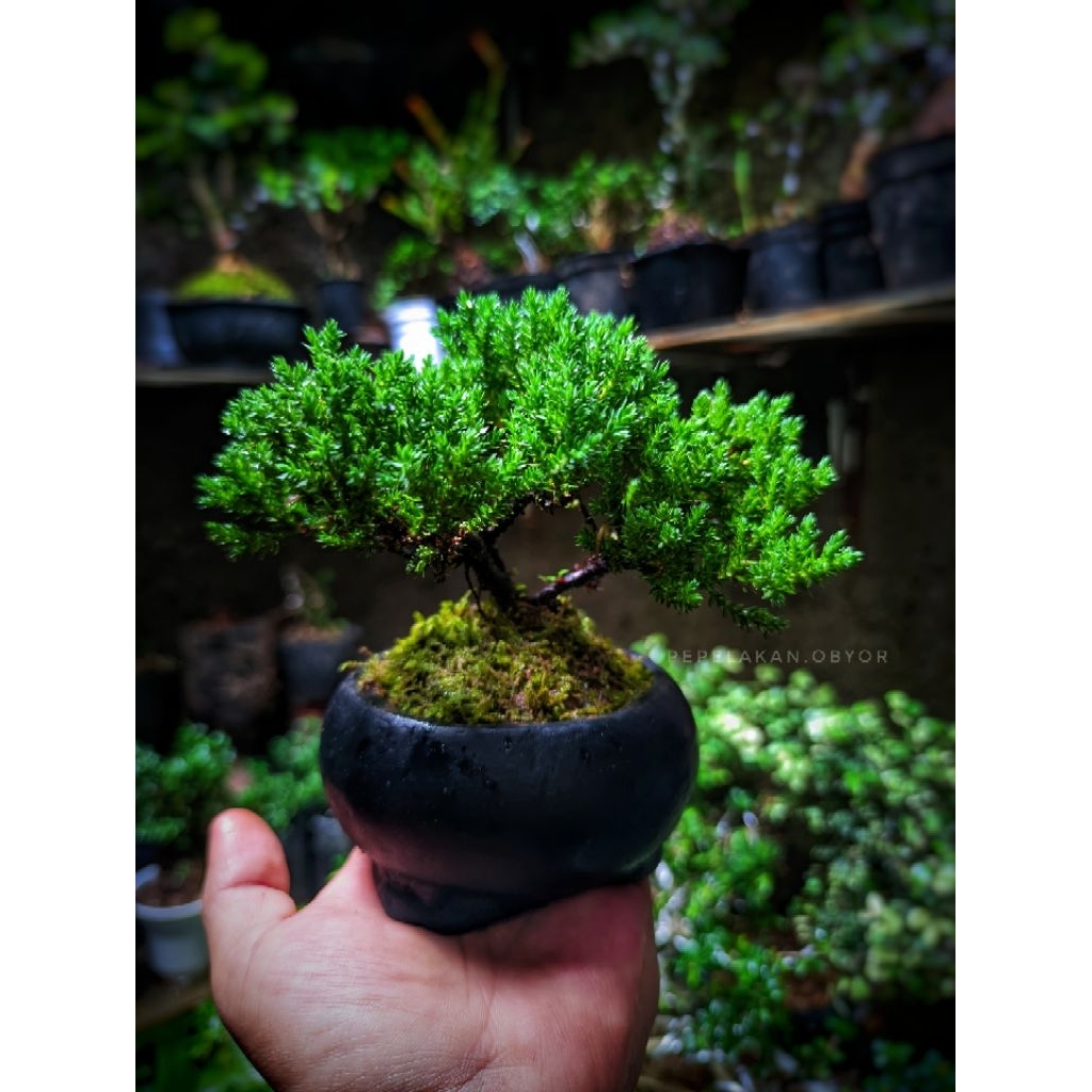 Bonsai Mini Cemara Dwarf ORIGINAL Bahan Bonsai Juniperus Procumbens Nana Micro Original