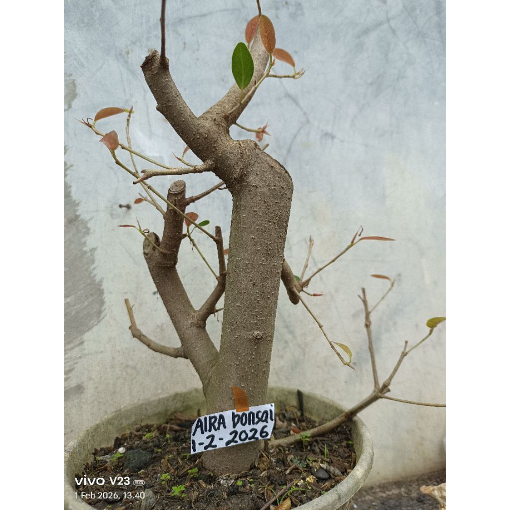 bahan bonsai iprik silver original pucuk merah