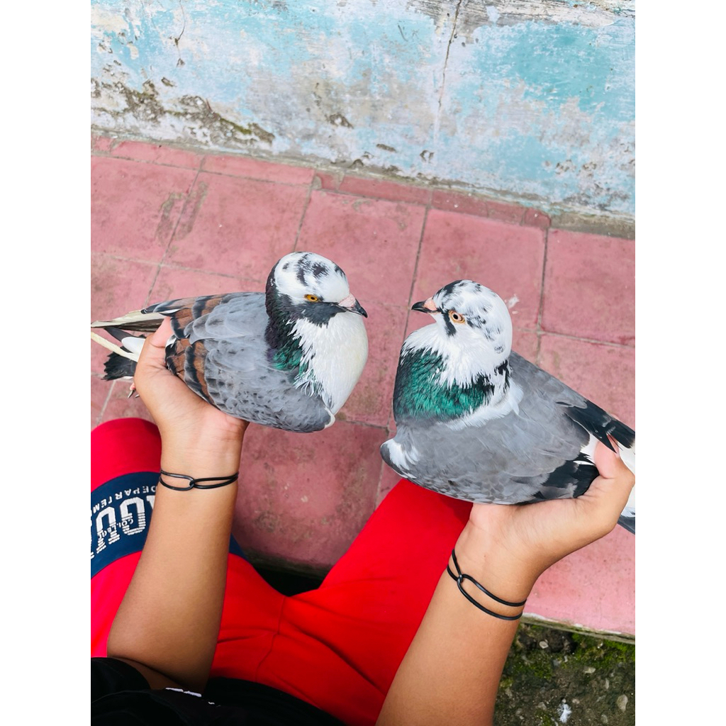 Merpati Plontang & Plontang Jembros