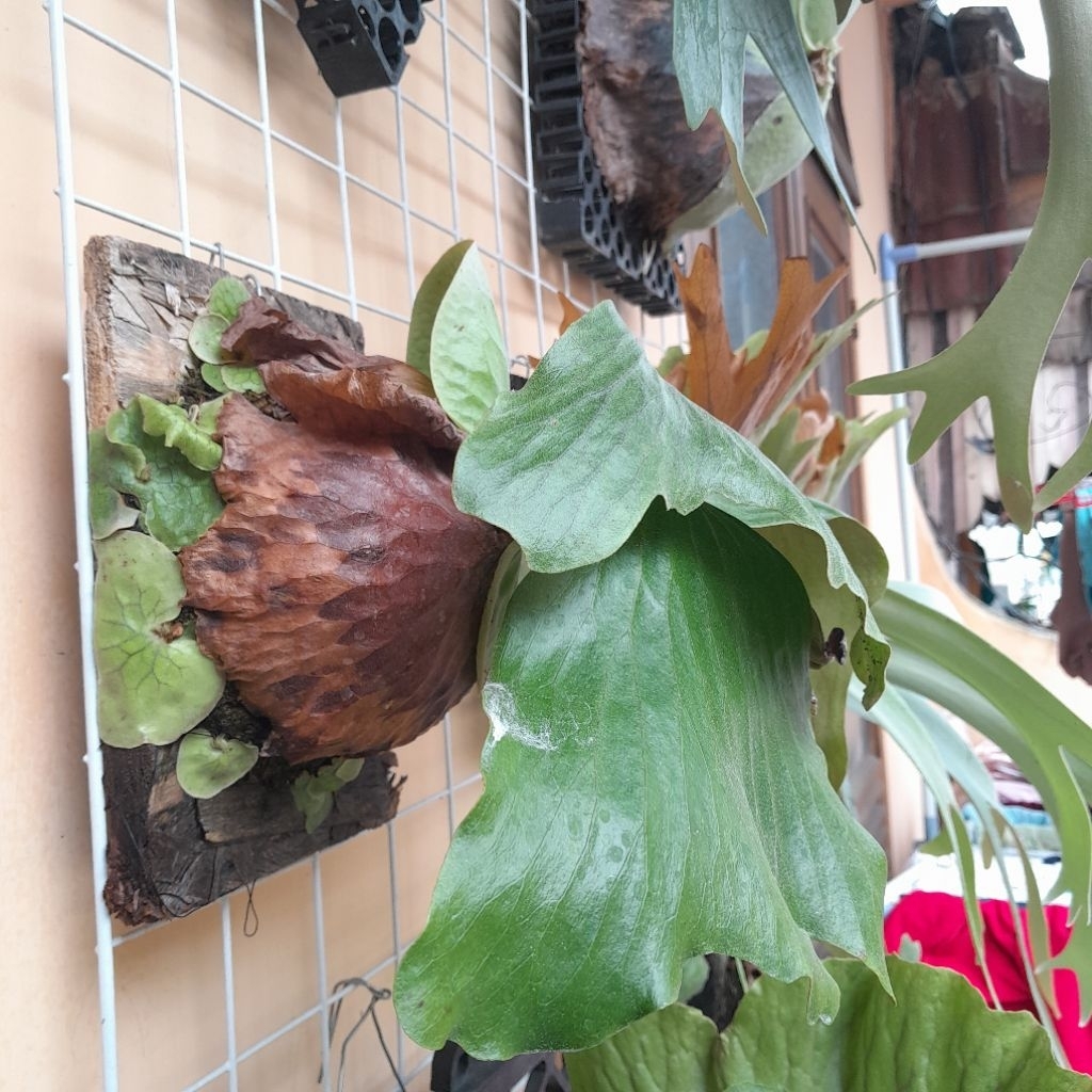 Tanaman Hias Platycerium Erawan