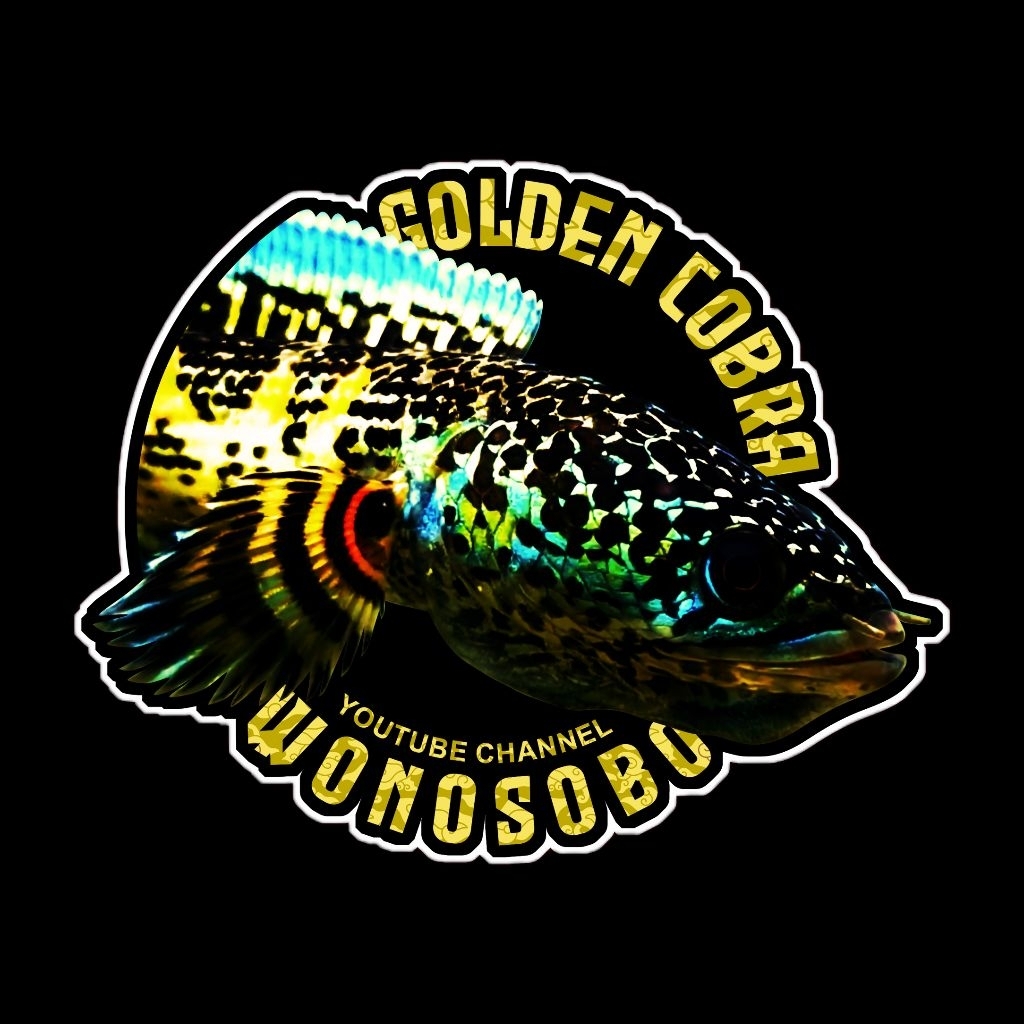 box auranti cb kejajar 4-5cm