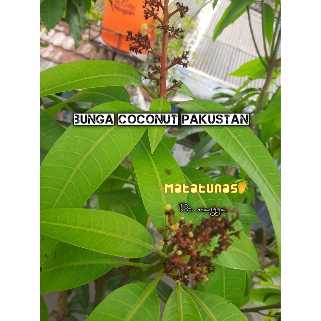 Entres mangga cp Coconut Pakistan