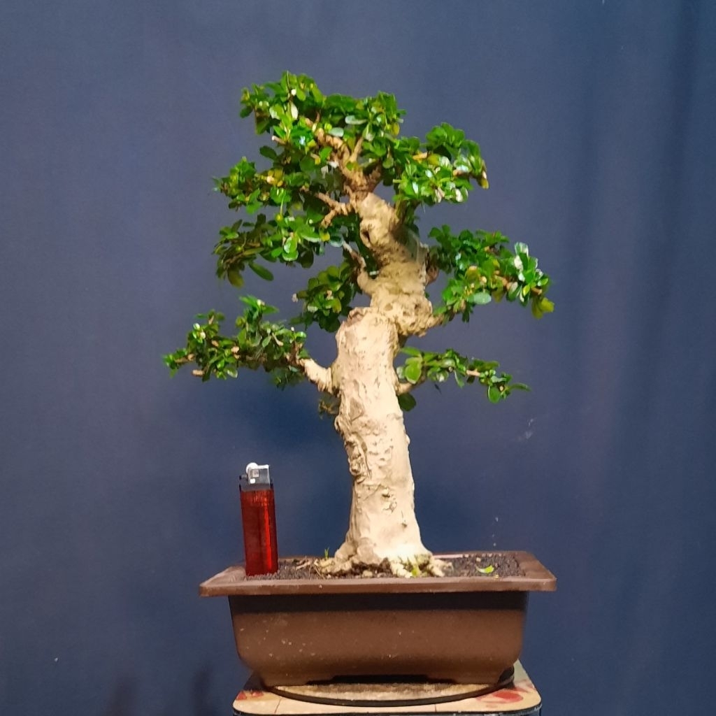 arcia hokiantea buah mikro realpict