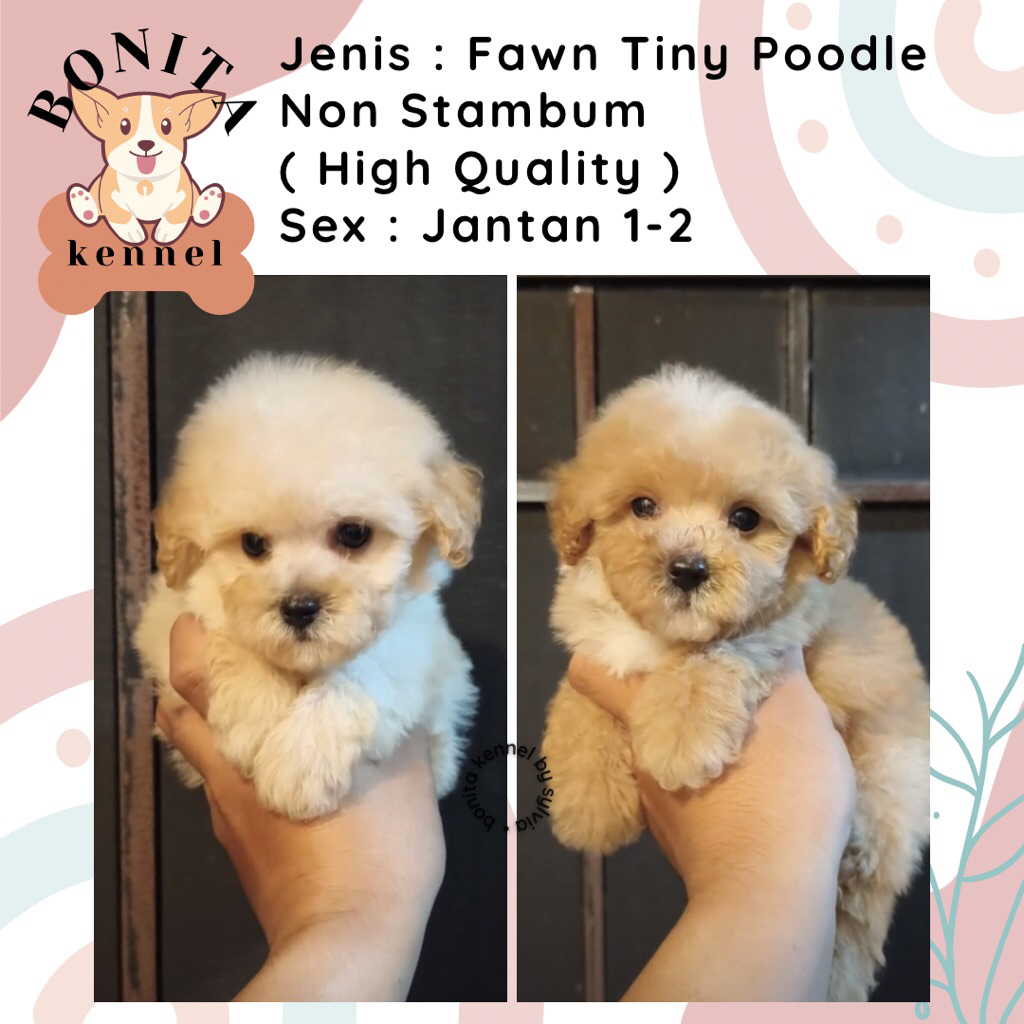 Red Apricot Silver Tiny Toy Poodle Non Stambum Anakan Anjing Poodle Putih
