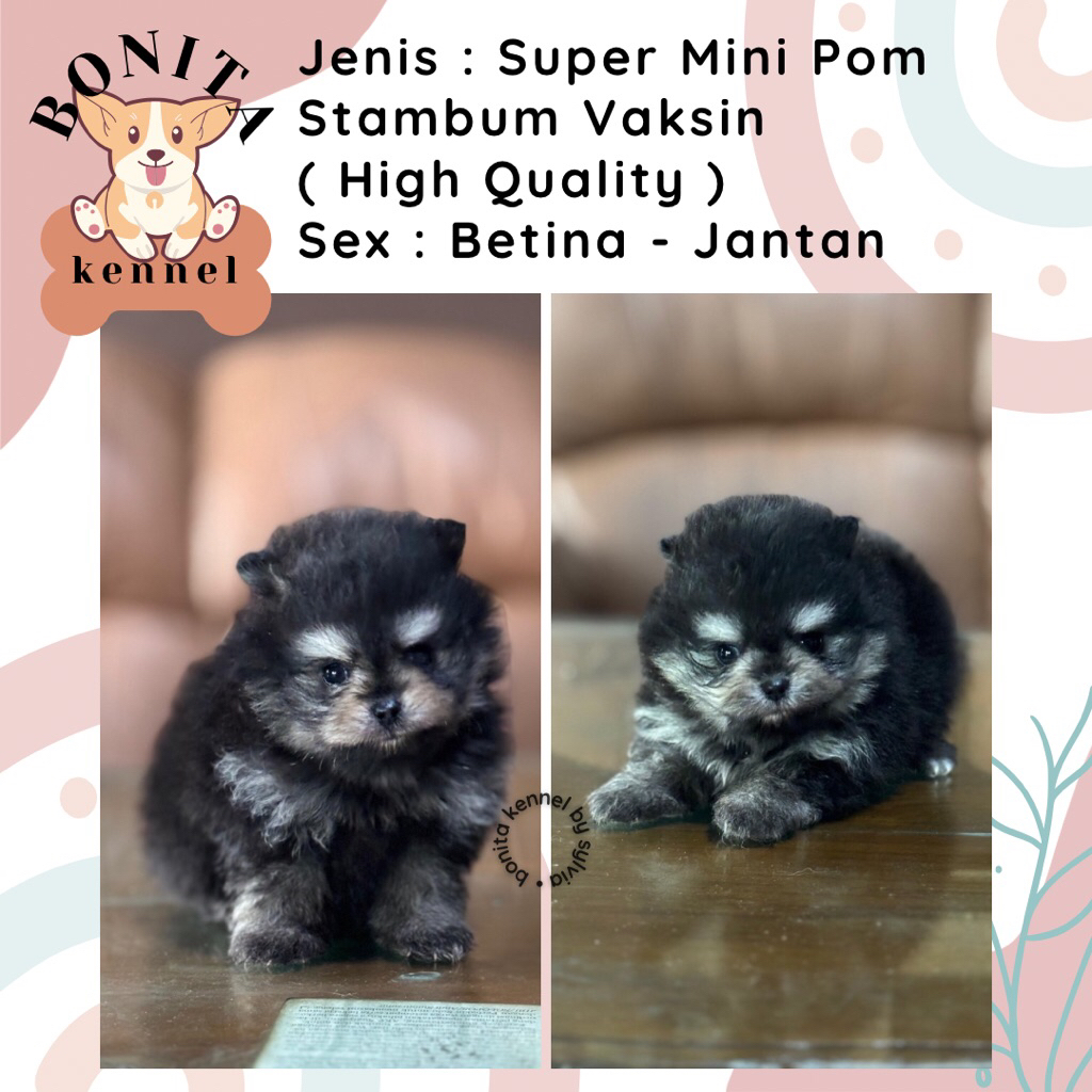 Super Mini Pomeranian Stambum Particolor Black Tan Anakan Anjing Mini Pom Snow White Jantan Betina M
