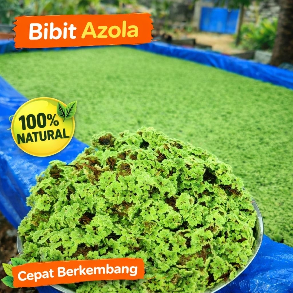 bibit azola 1kg bibit azolla super azolla microphyla