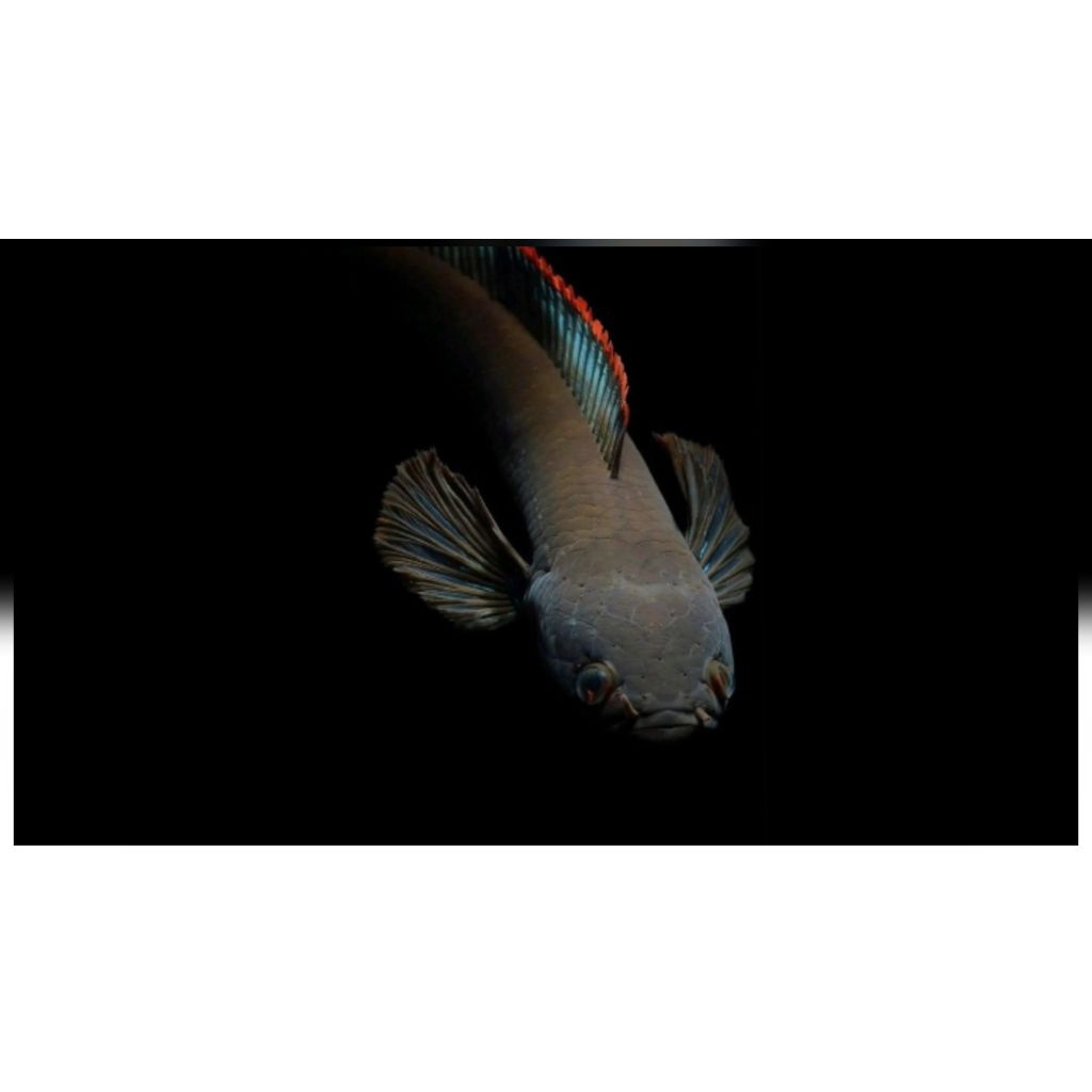 Limbata JANTAN Gondrong Rim tebal size 8-20cm (Bisa COD)