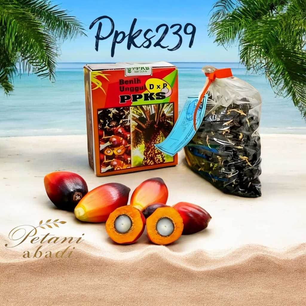 Bibit Benih Sawit PPKS SMB 239 Unggul Original Bersertifikat