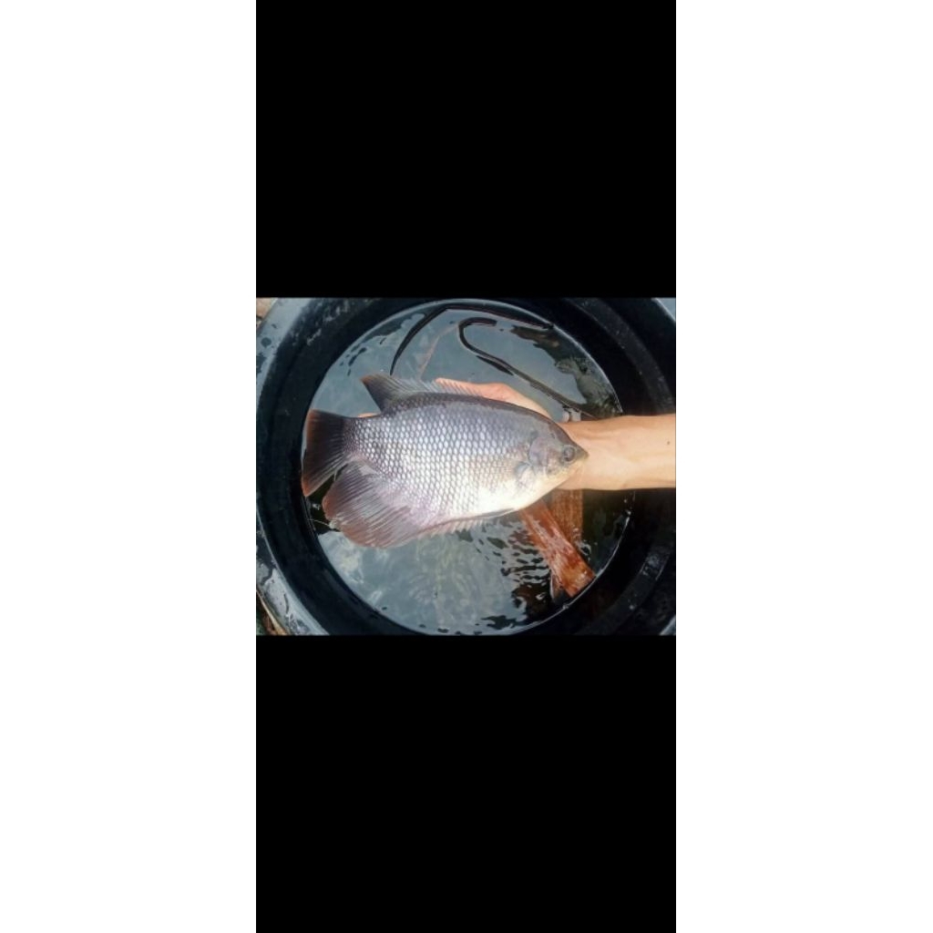 ikan gurame soang 5 jarian