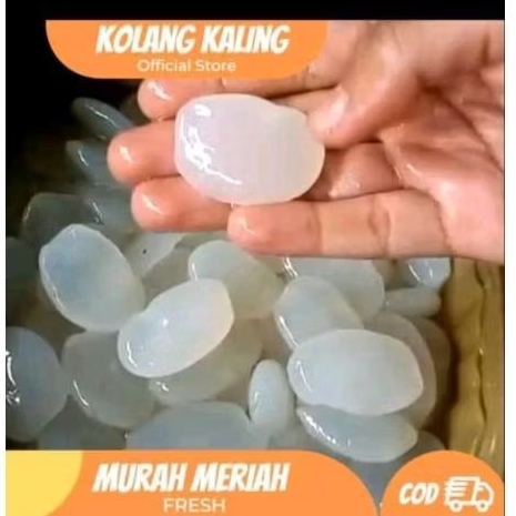 1 kg kolang kaling segar fresh untuk membuat manisan / kolang kaling segar organik