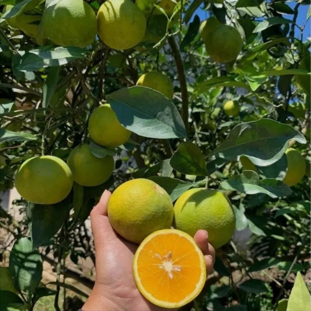Bibit Buah Jeruk Sunkist kondisi Berbuah