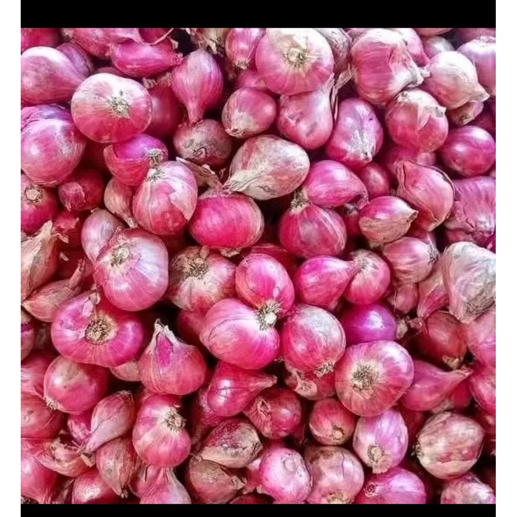 BAWANG MERAH LOKAL MGANJUK UKURAN BESAR