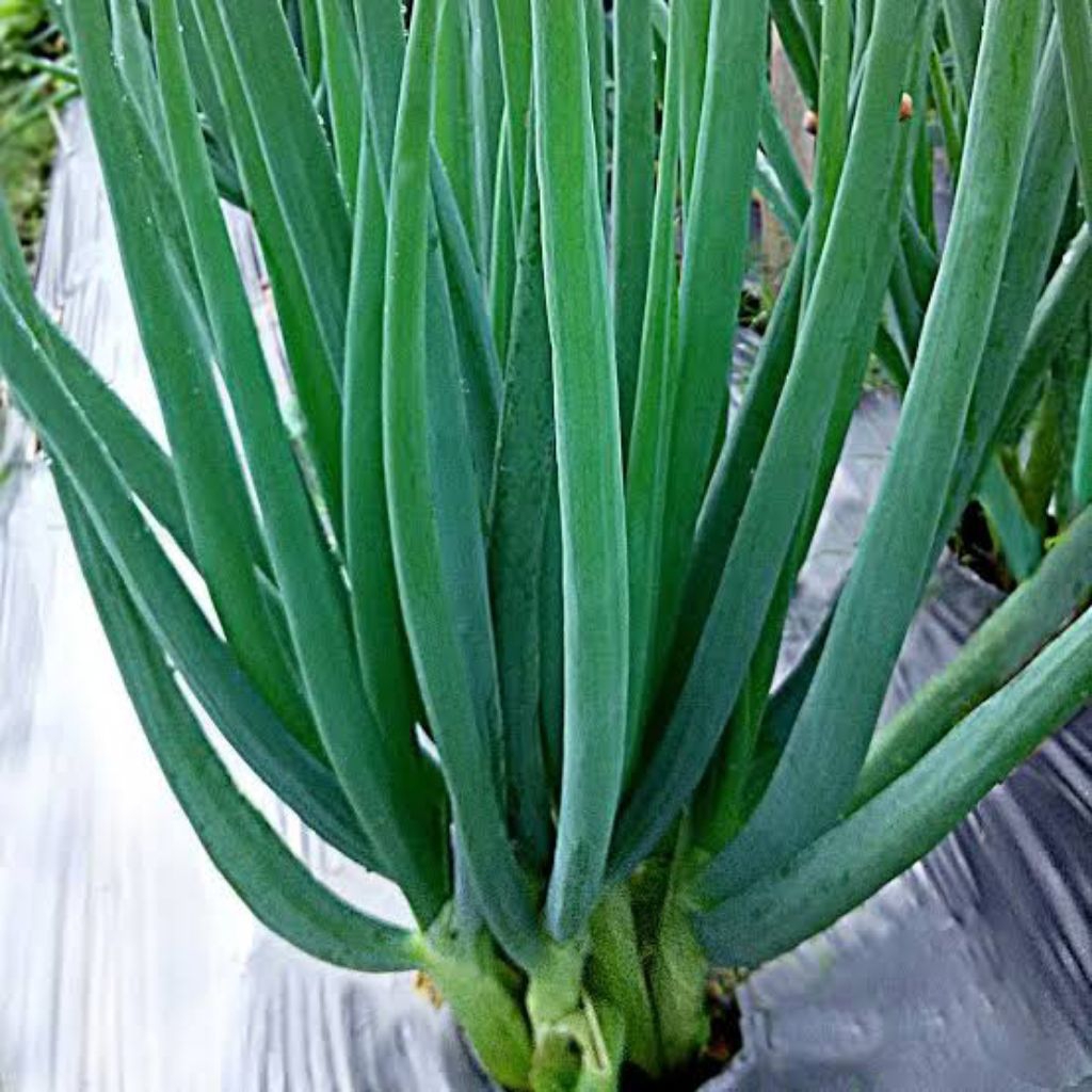 Benih Biji Daun Bawang F1 Bibit Benih Biji Tanaman Daun Bawang