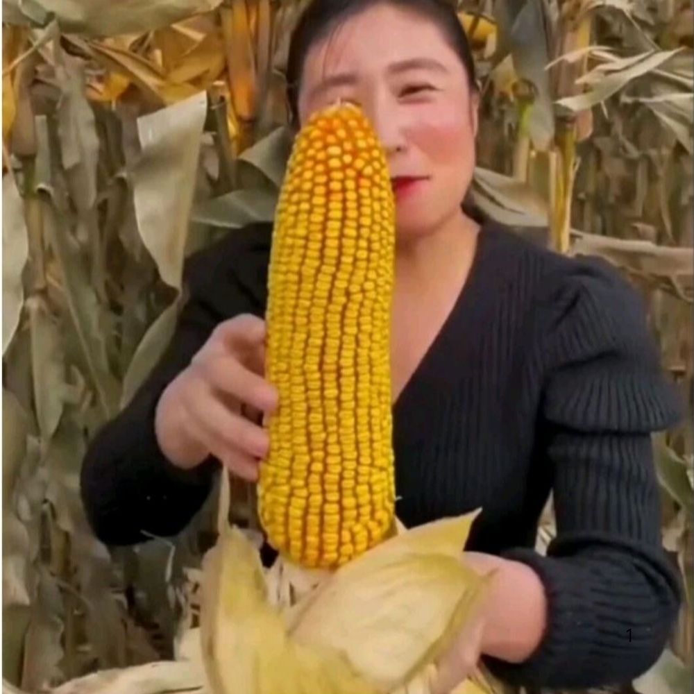 BENIH BIBIT JAGUNG JEPANG F1 RAKSASA HOKAIDO IMPORT