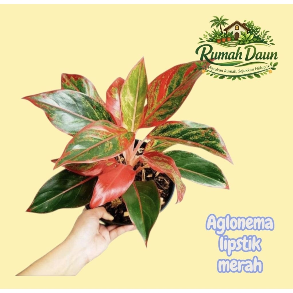 tanaman hias aglonema lipstik merah - aglonema lipstik