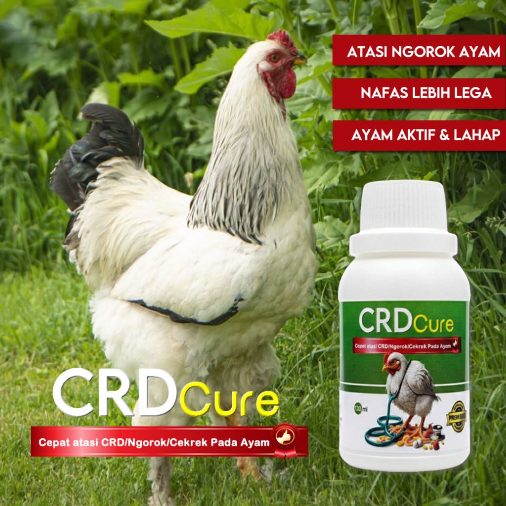 CRD CURE Obat CRD Ayam Ternak – Atasi Ngorok, Sesak Nafas & Penyakit Pernafasan Unggas