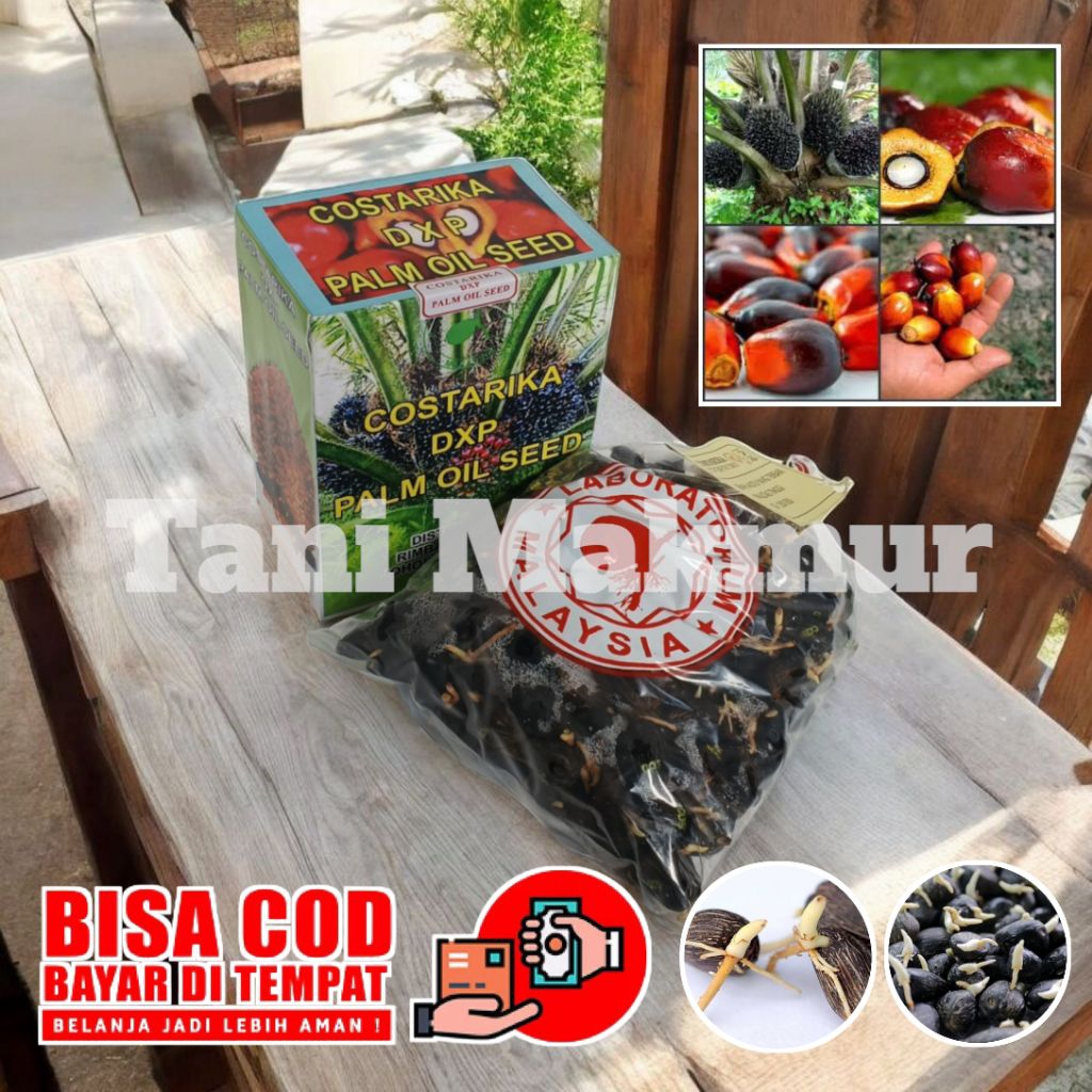 Bibit kecambah sawit unggul costarika