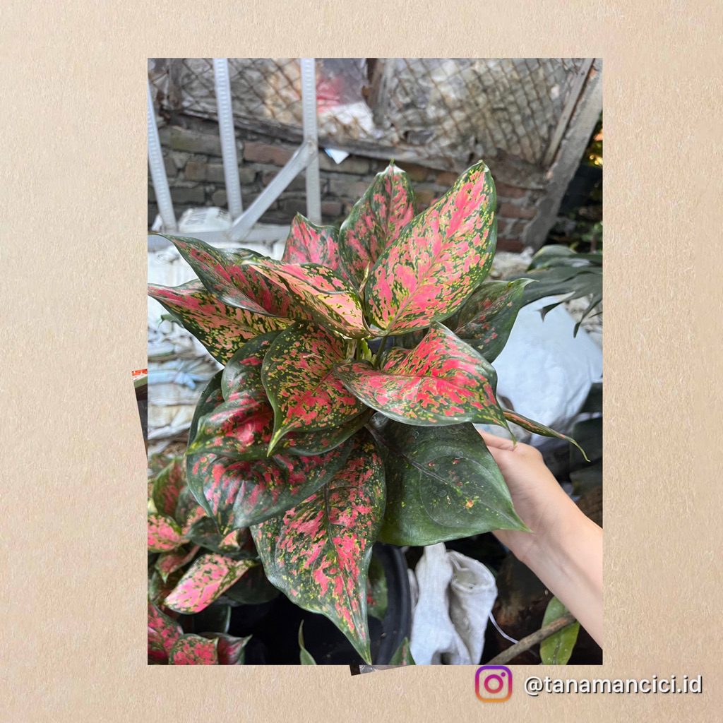 Tanaman Aglonema red Venus atau dud anjamani rimbun