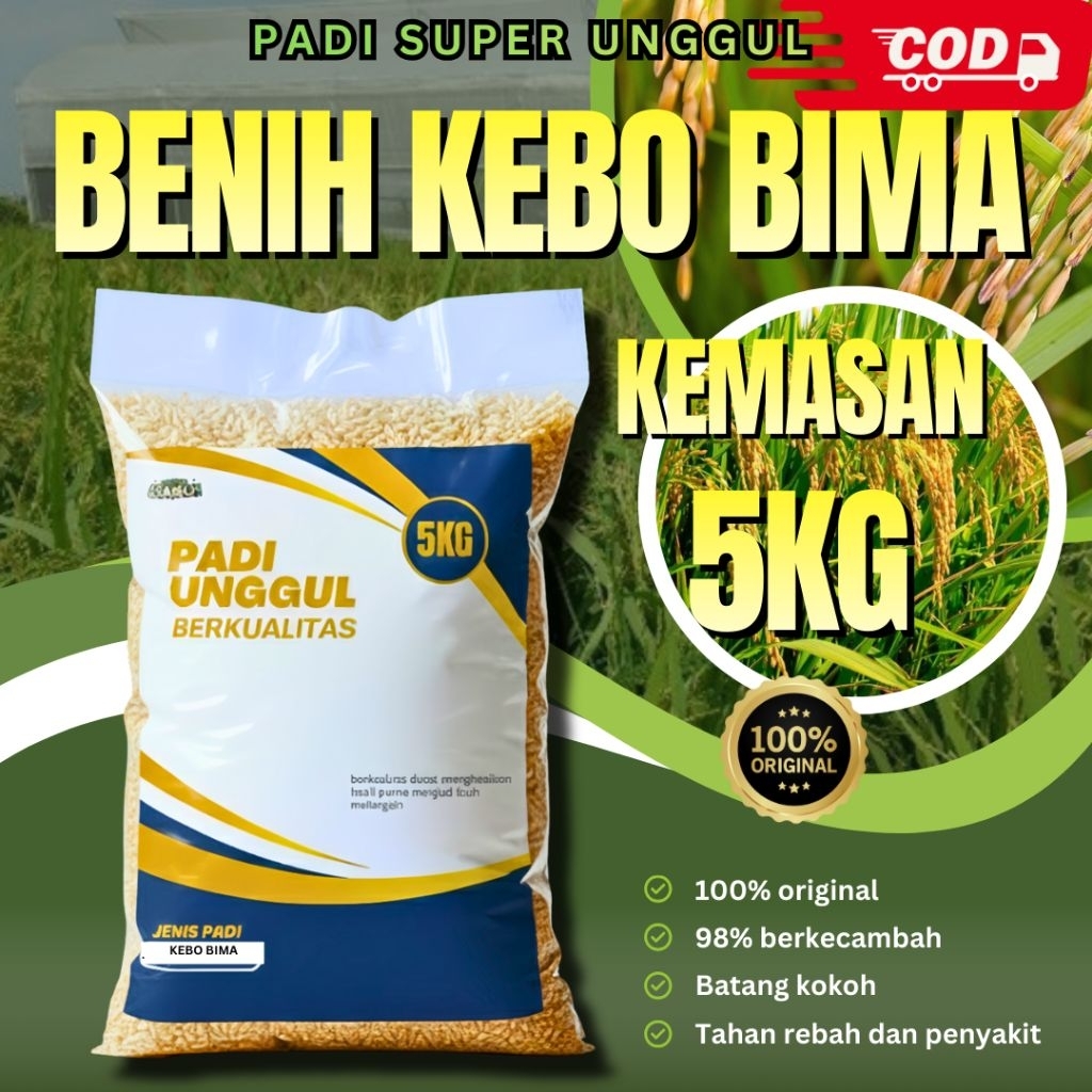 benih padi kebo bima 5kg