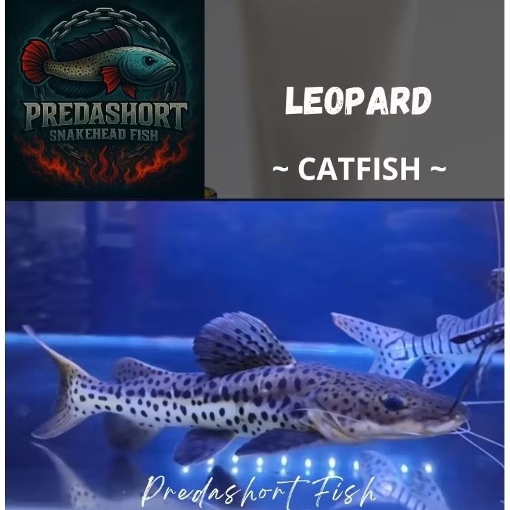 leopard catfish berkualitas bergaransi
