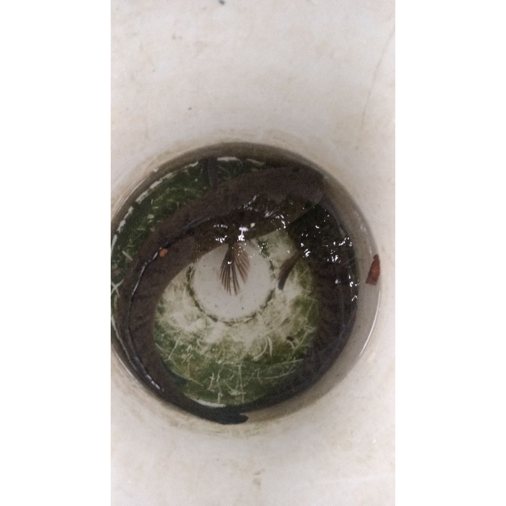 ikan gabus hidup 1kg isi 2/3/4