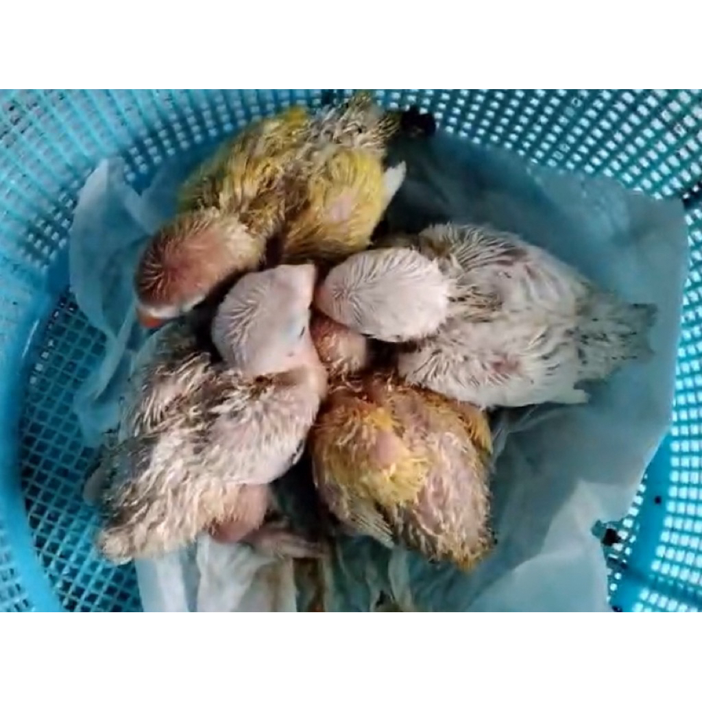 lolohan atau anakan LB Lutino /Albino Mata hitam