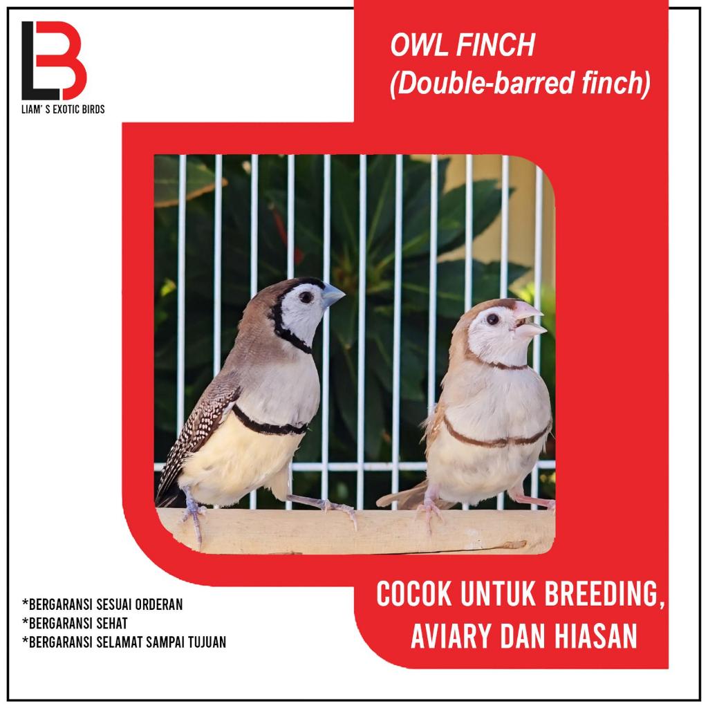 Owl Finch Double-barred finch Sepasang Cocok Untuk Aviary Atau Breeding