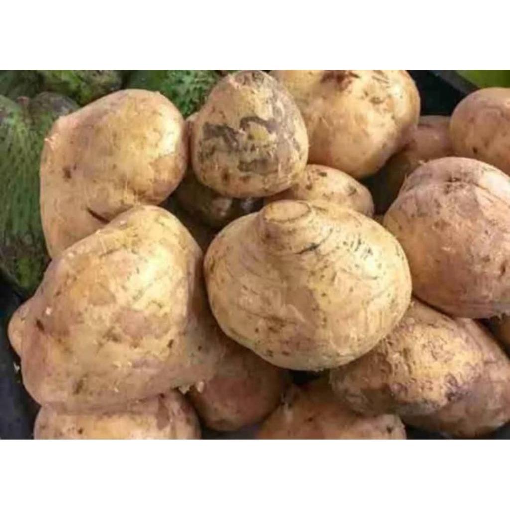 Bengkoang/buah bengkoang bahan rujakan