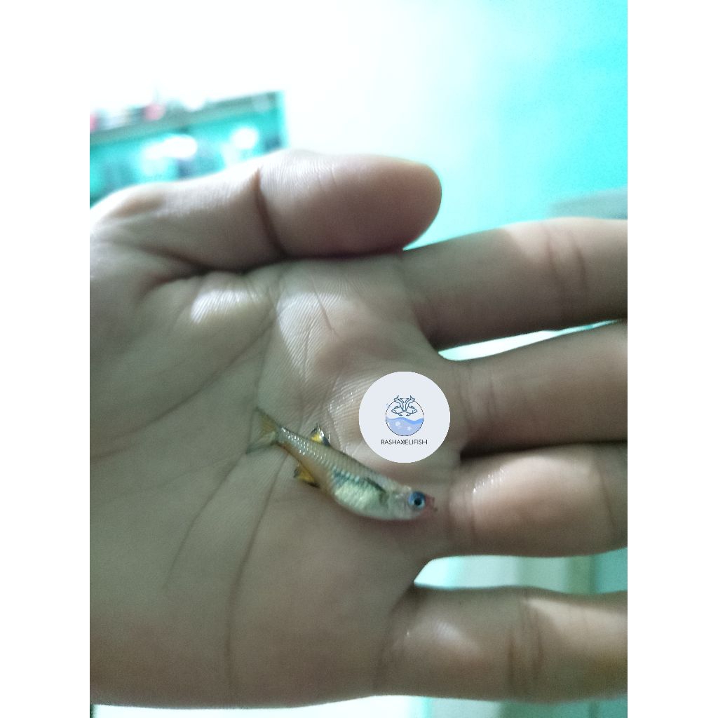 rainbow signifer/pacific blue eye/pseudomugil 1,5-2cm